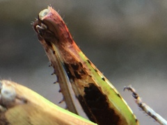 Chimarocephala pacifica