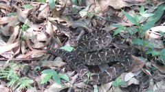 Bothrops pubescens
