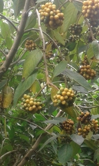 Aegiphila ferruginea