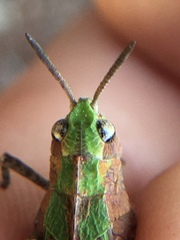 Chimarocephala pacifica