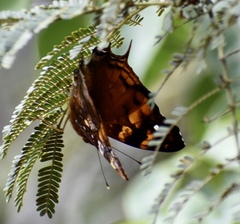 Hypanartia paullus