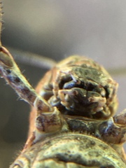 Chimarocephala pacifica