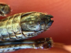 Chimarocephala pacifica