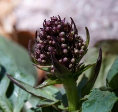 Valeriana arizonica