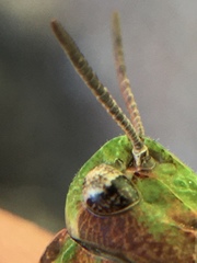 Chimarocephala pacifica