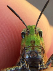 Chimarocephala pacifica