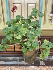 Pelargonium × hybridum
