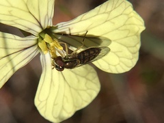 Toxomerus marginatus