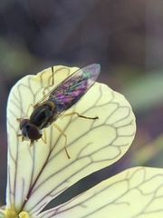 Toxomerus marginatus