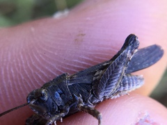 Chimarocephala pacifica