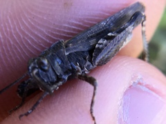 Chimarocephala pacifica