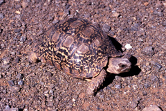 Stigmochelys pardalis