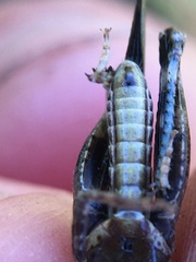 Chimarocephala pacifica