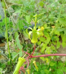 Passiflora viridiflora