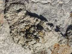 Lecanora bolcana