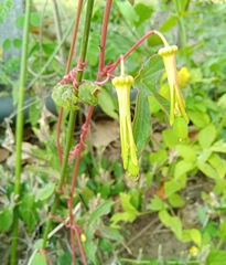 Passiflora viridiflora