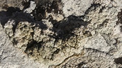 Lecanora bolcana