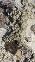 Lecanora bolcana
