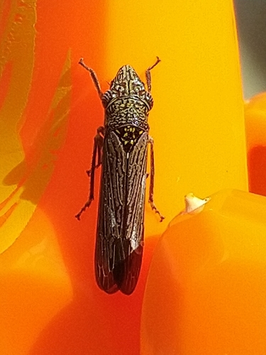 Homalodisca elongata