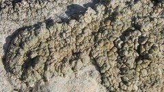 Lecanora bolcana