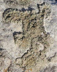 Lecanora bolcana