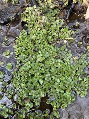 Chrysosplenium americanum