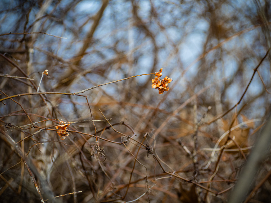 American bittersweet from Chautauqua County, NY, USA on March 6, 2022