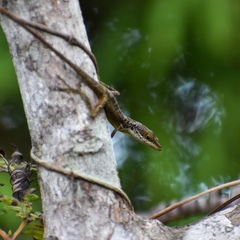 Anolis rejectus