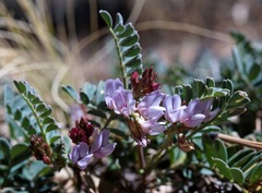 Astragalus cobrensis