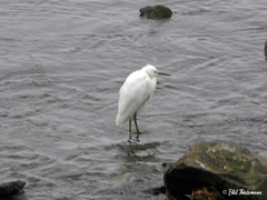 Egretta thula