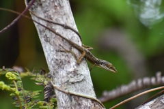 Anolis rejectus