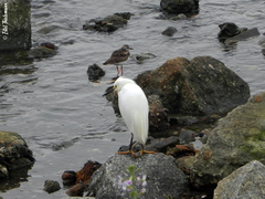 Egretta thula