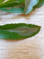 Phyllonorycter leucographella