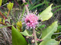Ercilla spicata