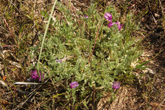 Astragalus purshii