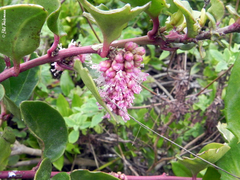 Ercilla spicata