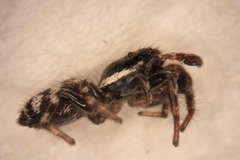 Salticus zebraneus