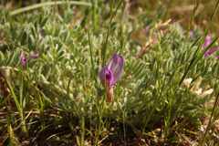 Astragalus purshii