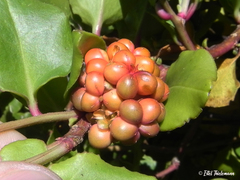 Ercilla spicata
