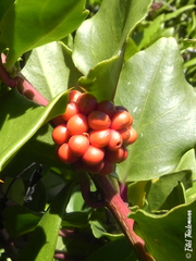 Ercilla spicata