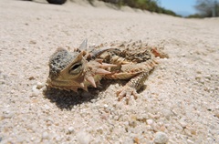 Phrynosoma coronatum