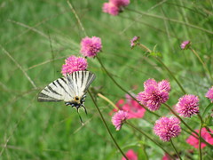 Iphiclides podalirius