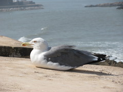 Larus michahellis