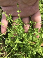 Ranunculus platensis