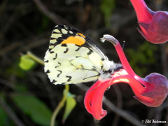 Eroessa chiliensis