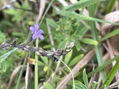 Buchnera floridana image