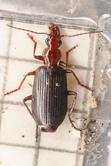 Calleida platynoides