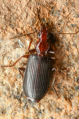 Calleida platynoides