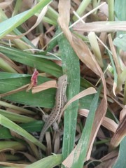 Liolaemus lemniscatus
