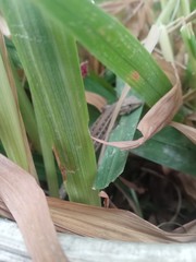 Liolaemus lemniscatus